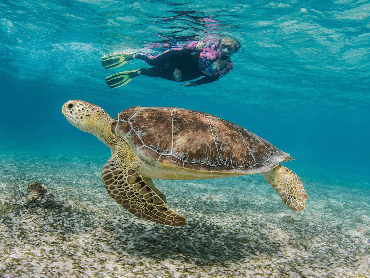 Sea turtle swimming underwater with a snorkeler