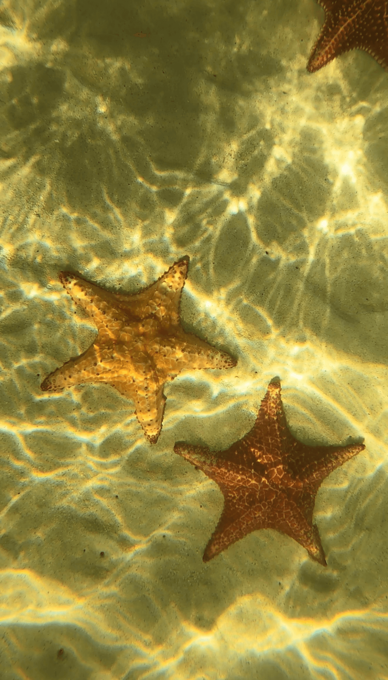 Starfish resting on the sandy seafloor in clear water